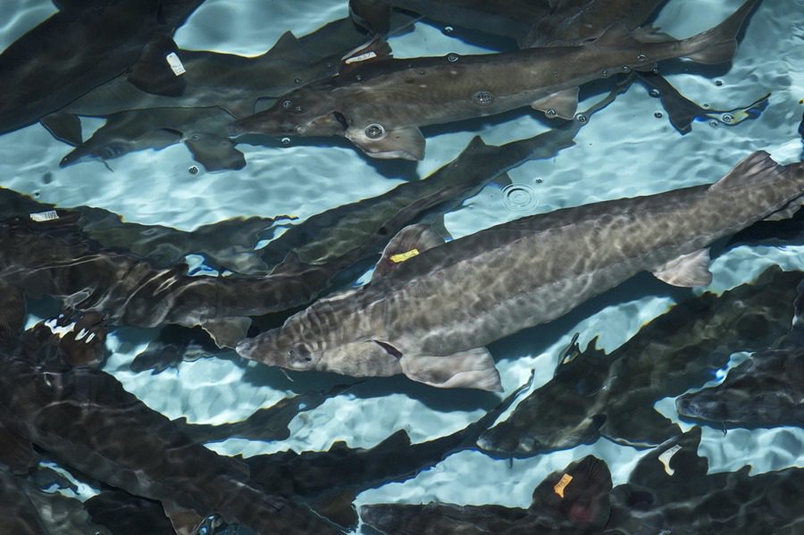 caviar de esturión