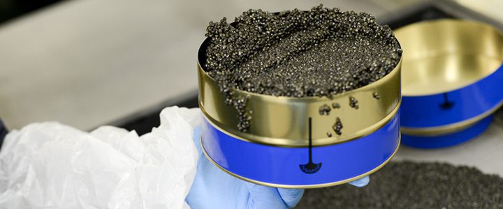 cómo se produce el caviar 1