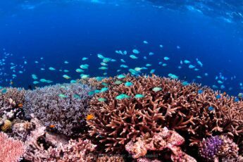 Copyright Commonwealth Of Australia Reef Authority Fotógrafo Johnny Gaskell Fish3 (1 de 1)