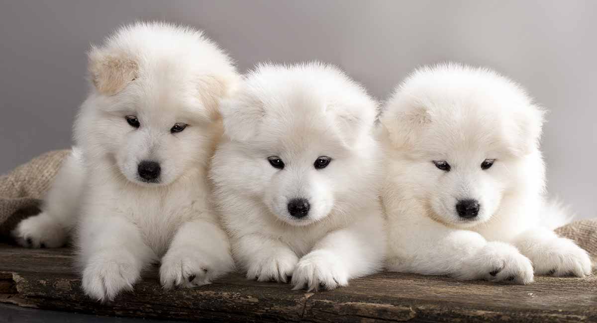 querido perro samoyedo