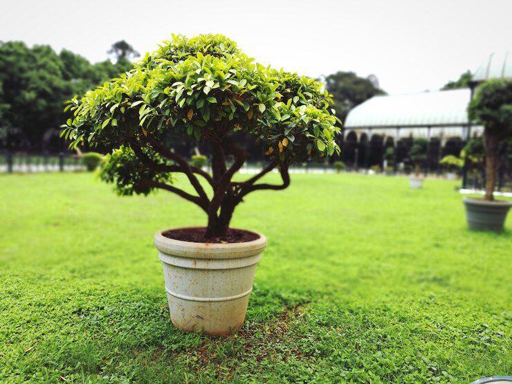 Árbol De Cerca Planta Verde En El Césped 1048944 28693314