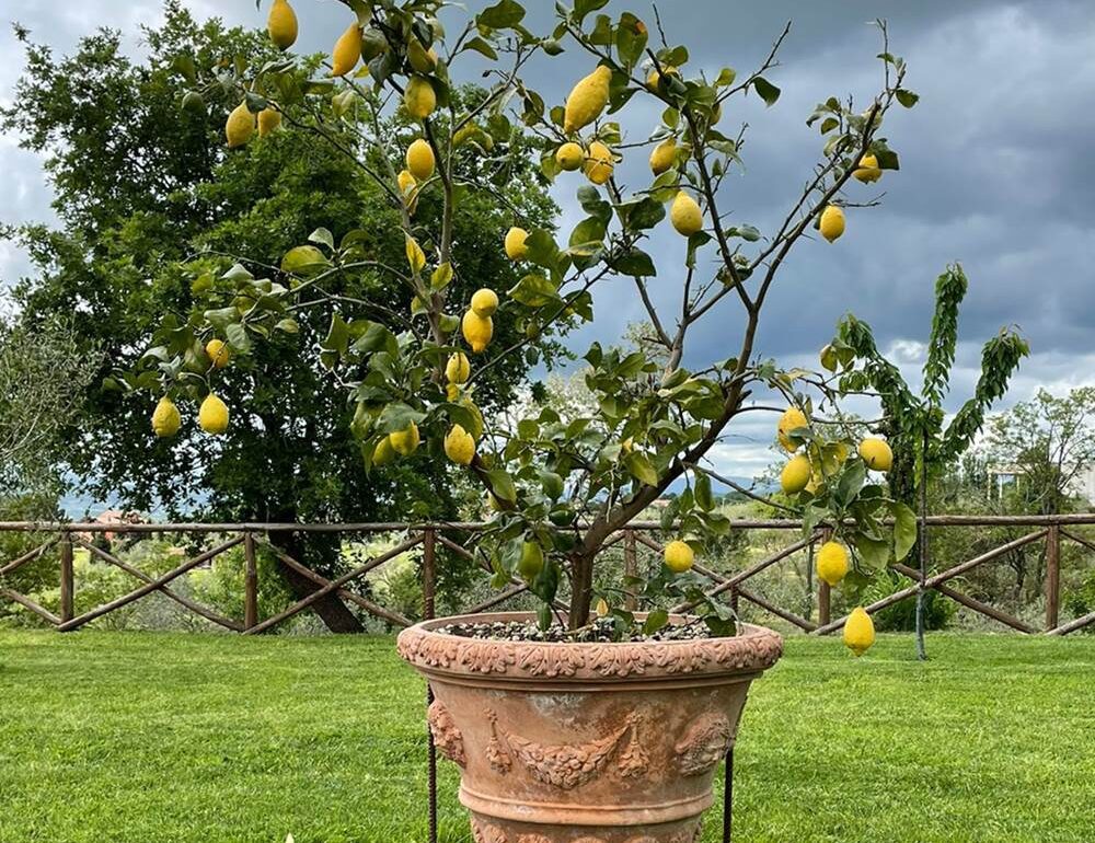 ¿Qué macetas elegir para el jardín?