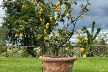 ¿Qué macetas elegir para el jardín?