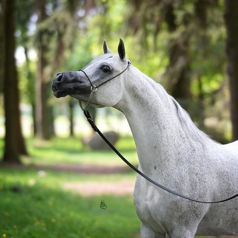 Caballo árabe