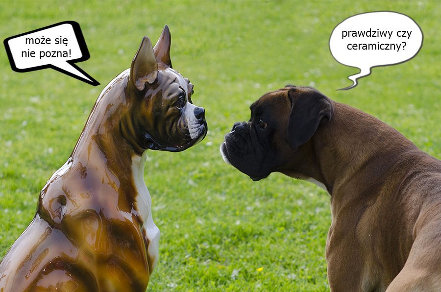 Perros decorativos: no ladran, pero impresionan