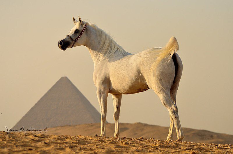 Caballo árabe blanco en el desierto