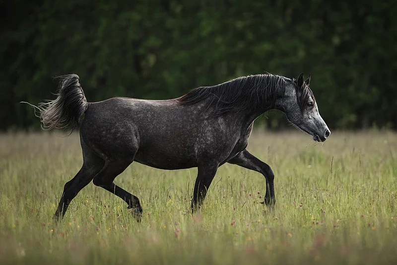 Blog de caballos árabes