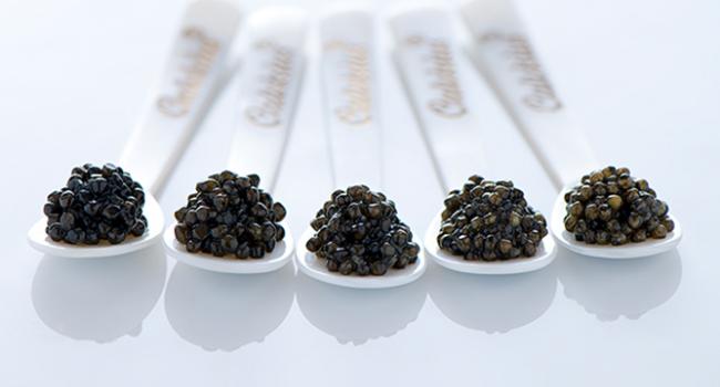 cómo hacer caviar