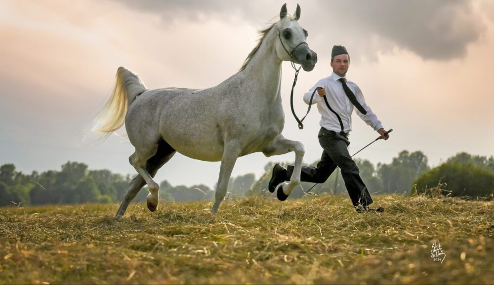 Cría de caballos árabes