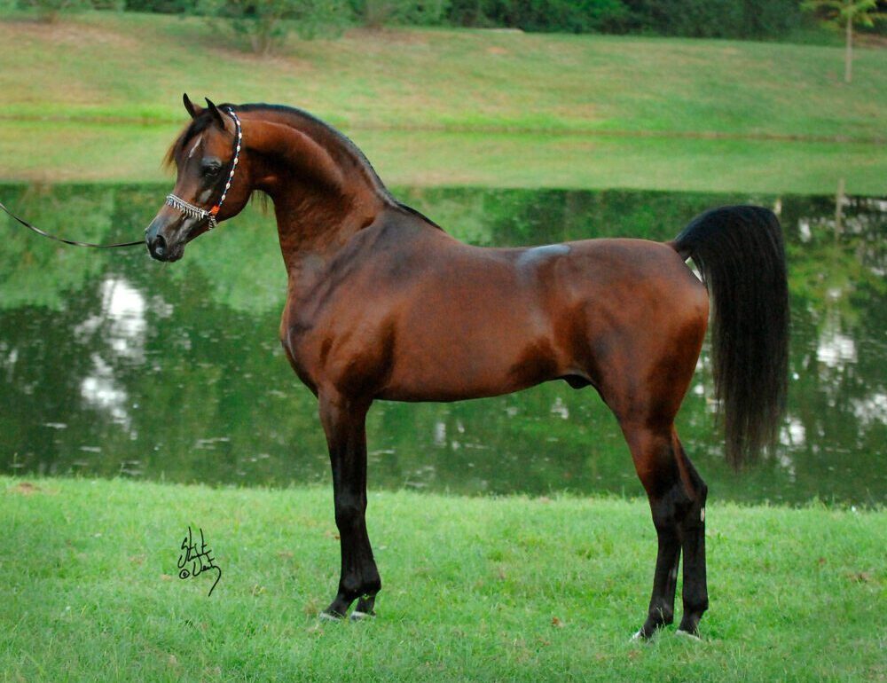 ¿Cuánto costó el caballo árabe más caro?