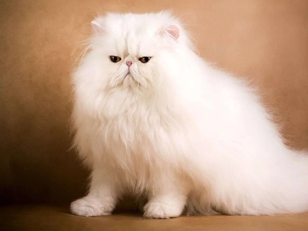 ¿Cuánto Cuesta el Gato Más Caro Blog