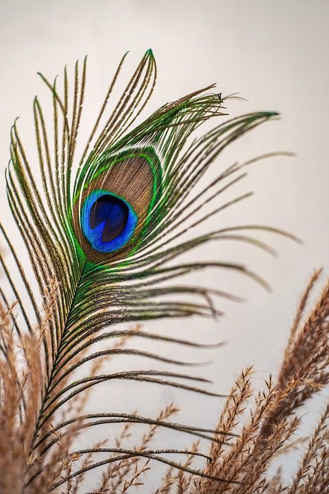 Decoración de plumas de pavo real en jarrón