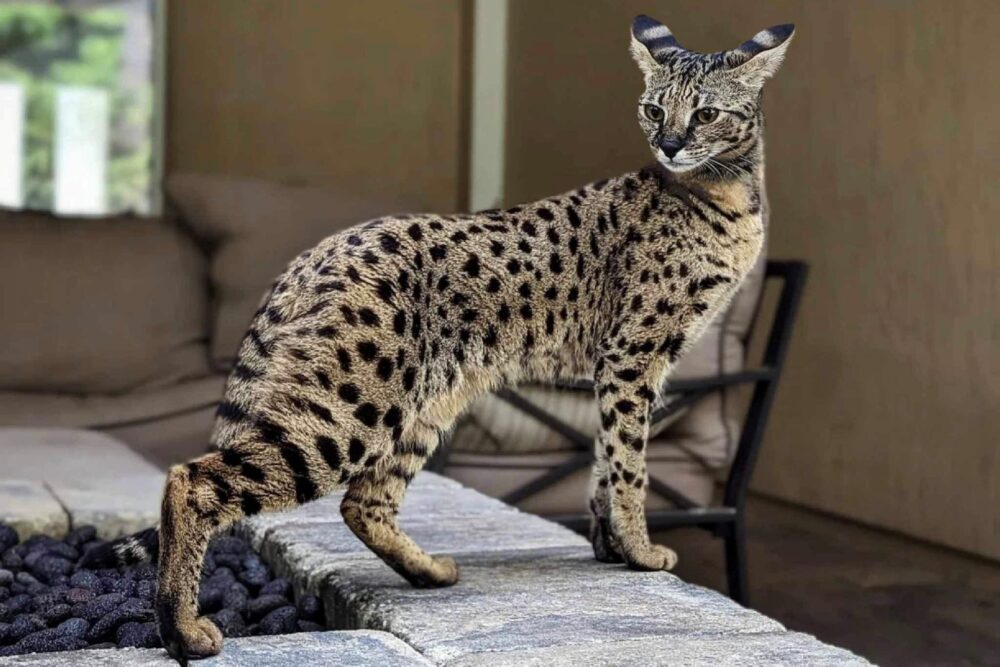 ¿Cuál es el gato más caro?