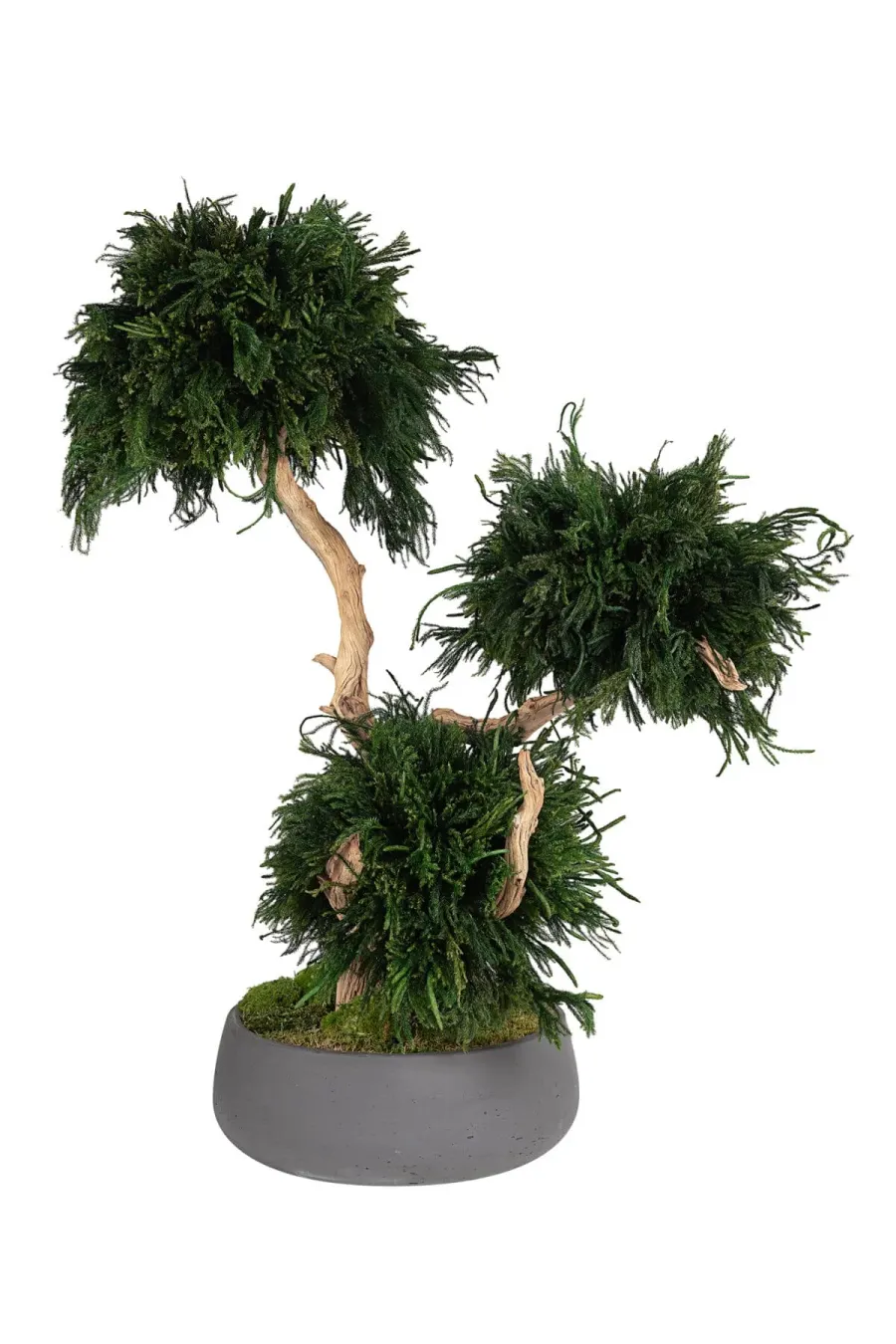 ¿En qué consiste la estabilización de plantas?