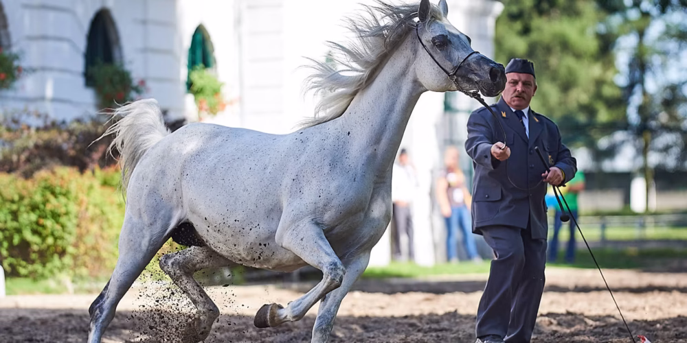 Famosos Criaderos de Caballos Árabes en Polonia