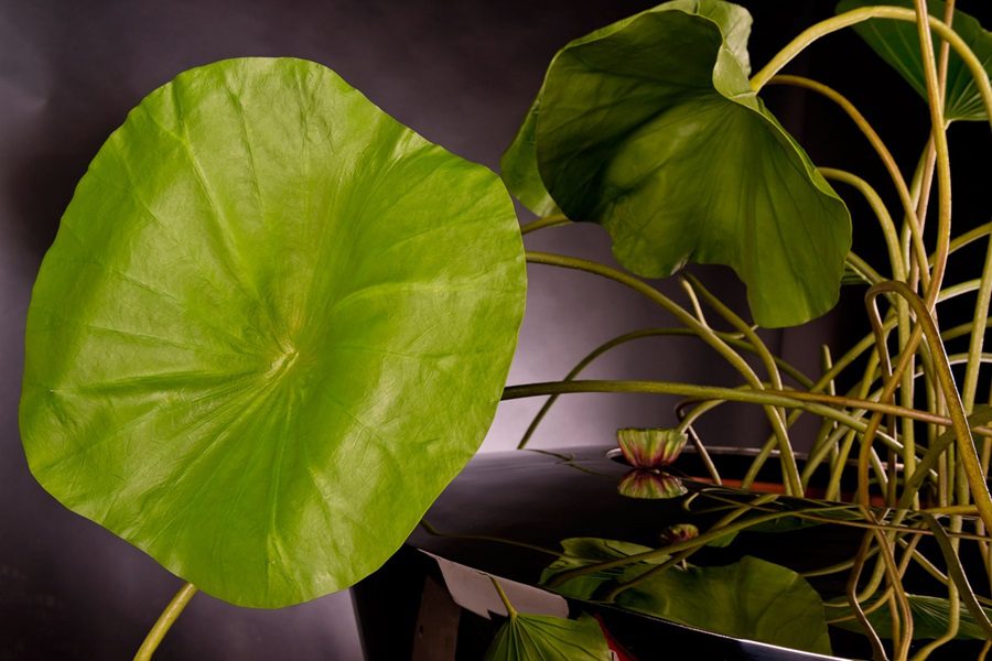 flores artificiales como reales