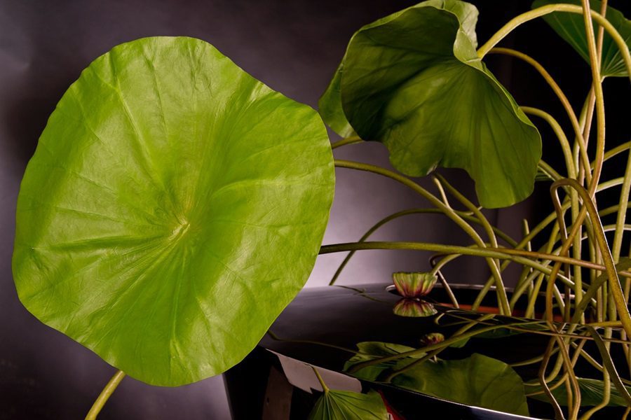 flores artificiales como naturales