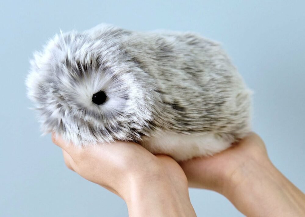 Moflin ¿Se puede comprar en Polonia?