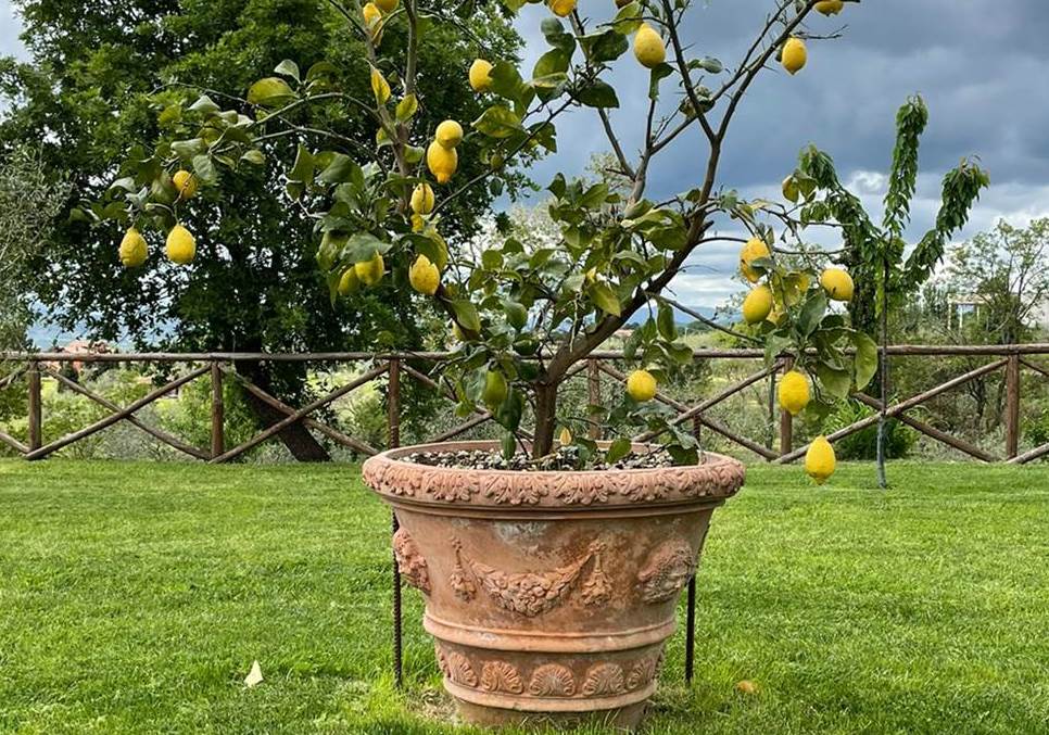 Qué Macetas Elegir para el Jardín