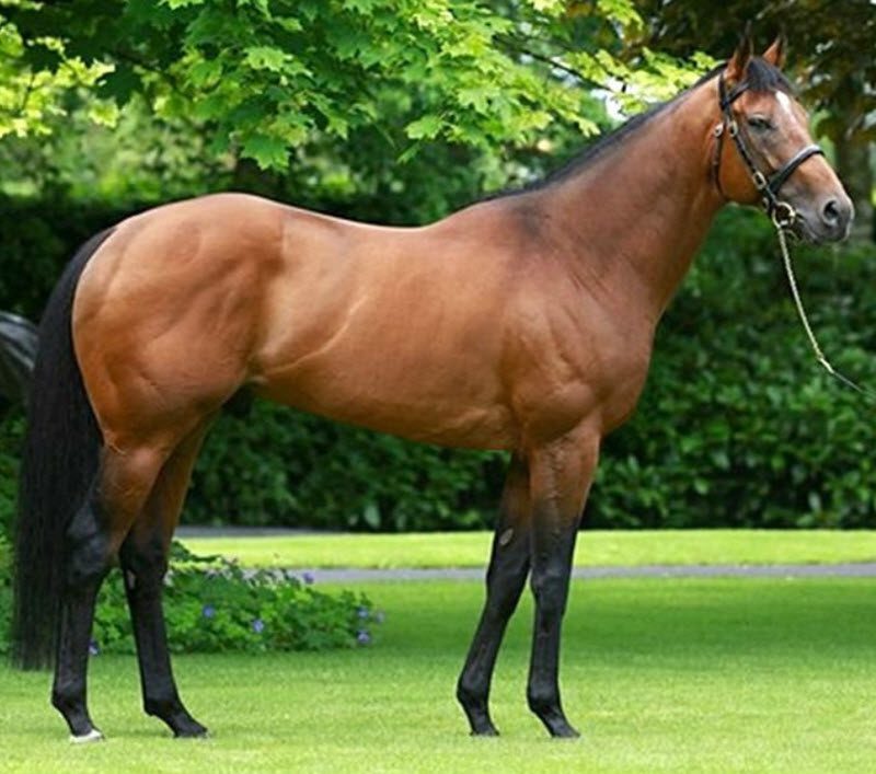 Temperamento del purasangre