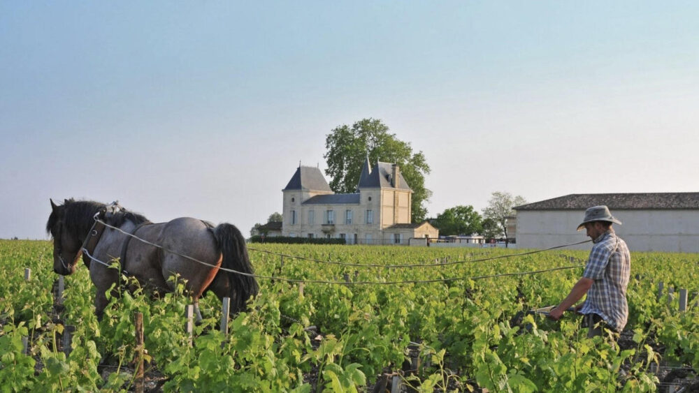 Vino Chateau Margaux Precio