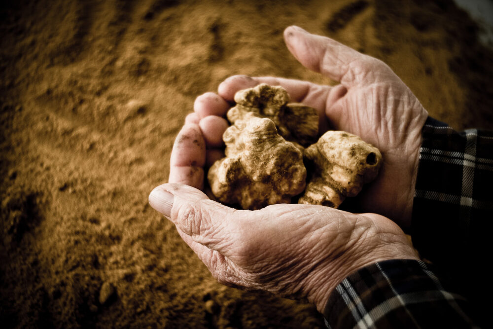 ¿Cuánto cuestan las trufas?