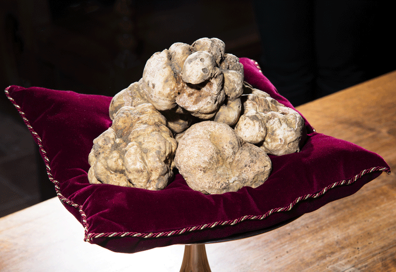 ¿Cuáles son las trufas más caras y cuánto cuestan?