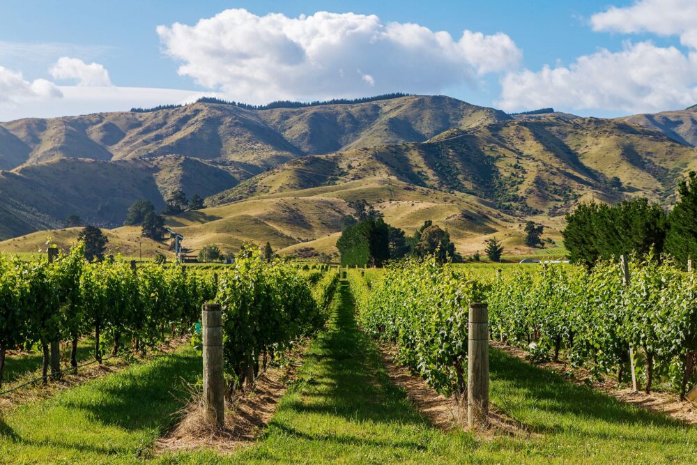 Región de Marlborough Winiarski