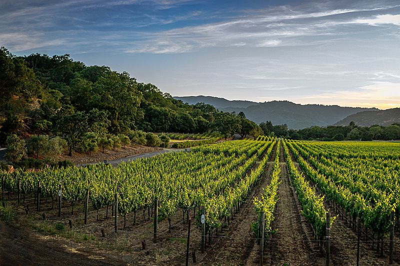 Vinos Franceses